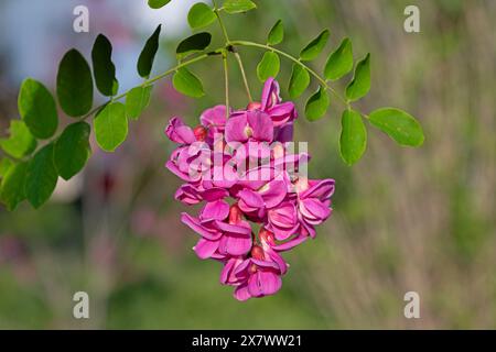 Splendida Rosa Acacia, Robinia pseudoacacia, fioritura nel giardino primaverile. Primo piano su robinia viscosa. Sfondo stagionale primaverile con verde fresco. Foto Stock