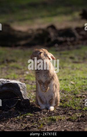 bellissimo coniglio marrone con grandi orecchie sull'erba del parco Foto Stock