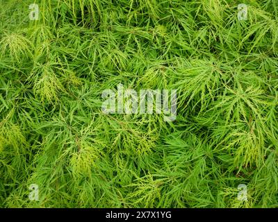 Aspetto sontuoso con foglie di acero palma dalla profonda loba in giardino in una giornata di sole. Una meravigliosa pianta da giardino asiatica. Varietà Acer palmatum Emerald la Foto Stock