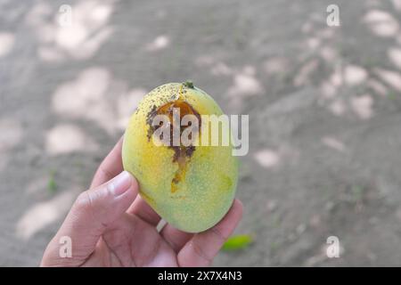 Primo piano un mango filippino maturo danneggiato dalla mosca della frutta. Foto Stock