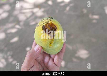 Primo piano un mango filippino maturo danneggiato dalla mosca della frutta. Foto Stock