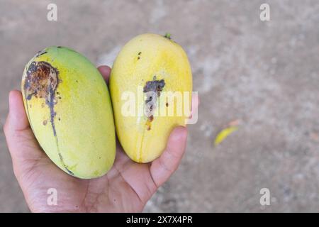 Primo piano un mango filippino maturo danneggiato dalla mosca della frutta. Foto Stock