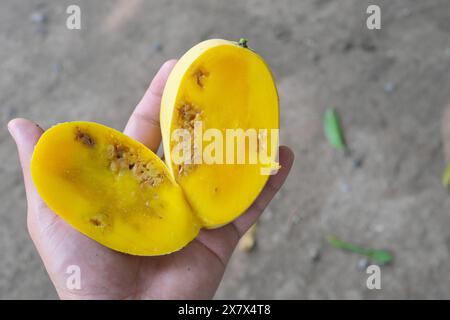 Primo piano di mango filippino maturo a fette con polpa gialla danneggiata dalla mosca della frutta. Foto Stock