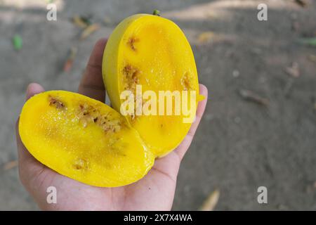 Primo piano di mango filippino maturo a fette con polpa gialla danneggiata dalla mosca della frutta. Foto Stock