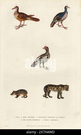 Lowland paca, Cuniculus paca 1, giaguaro maschio, Panthera onca 2, quaglia ruvida-colomba, Geotrygon montana 3, pergamena dalle gambe rosse, Alectoris rufa 4, e ptarmigan roccioso, Lagopus muta 5. Incisione in rame colorato a mano di Moses Harris da A New Dictionary of Natural History di William Frederic Martyn, Harrison, Londra, 1785. Pseudonimo di William Fordyce Mavor, prete scozzese, insegnante e scrittore, 1758-1837. Foto Stock