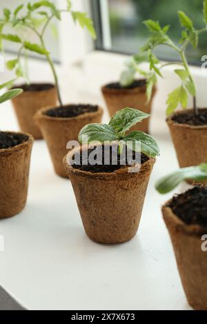 Molti cetrioli e piantine di pomodoro crescono in pentole sul davanzale della finestra, primo piano Foto Stock