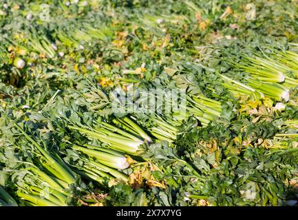 Tagliare il sedano maturo adagiato sul campo in file uniformi Foto Stock