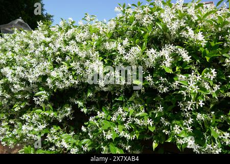 West Hollywood, California, USA 21 maggio 2024 Star Jasmin Flowers Blooming il 21 maggio 2024 a West Hollywood, California, USA. Foto di Barry King/Alamy Stock Photo Foto Stock