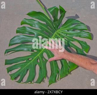 Una visione comparata di una mano umana sul grande Filodendro della foglia di Spalato. Il nome botanico è Monstera deliciosa. Le foglie possono superare i 2 piedi. È una t Foto Stock