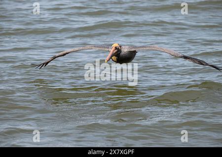 Pellicano marrone (Pelecanus occidentalis) che vola sull'oceano, Galveston, Texas, Stati Uniti Foto Stock
