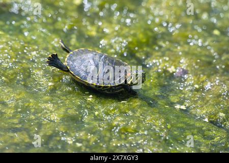 Il cursore dalle orecchie rosse o la terrapina dalle orecchie rosse (Trachemys scripta elegans) , Galveston, Texas Foto Stock