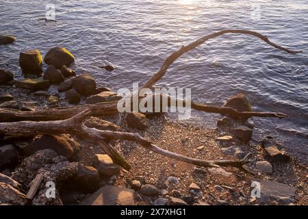 Driftwood Tree Branch lungo il lato di una sponda del fiume Foto Stock