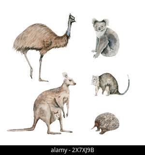 Animali nativi australiani con canguro, koala ed echidna. Emu ostrich bird e ringtail possum elementi disegnati a mano. Illustrazioni in acquerello Foto Stock