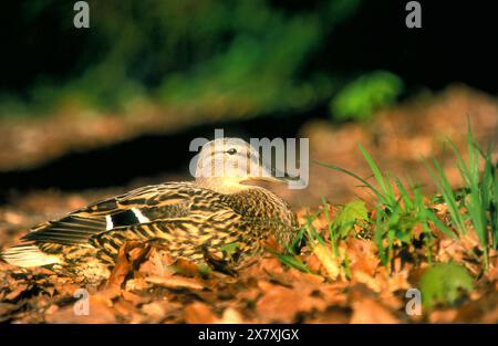 Anatra del germano reale Foto Stock
