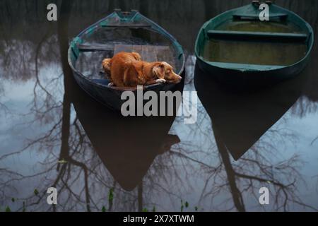 Cane Toller a bordo di una barca, annidato tra acque tranquille. Il Nova Scotia Duck Tolling Retriever si trova all'interno di una barca a remi ormeggiata Foto Stock