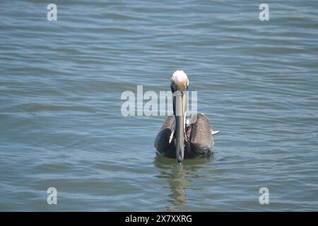 Un pellicano galleggia serenamente sull'acqua, soddisfatto dopo il pasto, incarnando l'essenza del foraggio a Ponce Inlet, Florida. Foto Stock