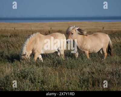 Due cavalli beige si stendono e pascolano su un pascolo di fronte a un ampio campo aperto e a un cielo blu, cavalli su un prato salato vicino al mare con cielo blu, equidi, Jui Foto Stock