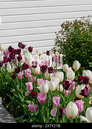 Aiuole di fiori con tulipani di colore diverso davanti a una parete bianca in un giardino, case di legno bianche con alberi verdi e aiuole di fiori contro un cielo blu Foto Stock