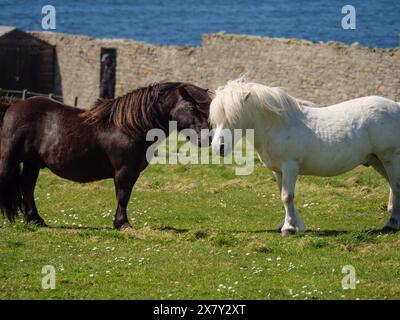 Un pony bianco e un pony nero si toccano dolcemente su un pascolo di fronte a un muro di pietra e al mare, cavalli bianchi e neri davanti a una casa di pietra Foto Stock