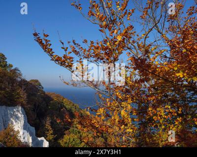 Un albero dalle colorate foglie autunnali si erge in primo piano di fronte ad un'ampia vista del mare, delle foglie autunnali e delle bianche rocce sulla costa con la S Foto Stock