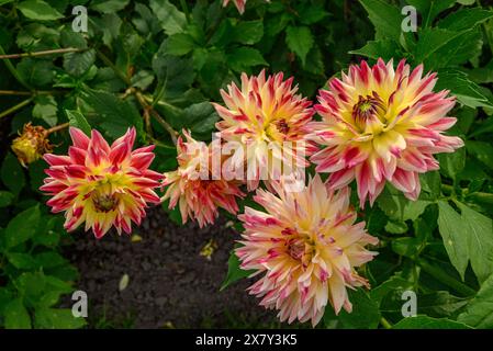 Cinque fiori di dahlia di colore giallo con punte rosse, circondati da un ricco verde vegetale, dahlia fiorisce in diversi colori in un giardino, Legden, germania Foto Stock