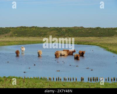 Diverse mucche e anatre in piedi e nuotano in acqua, circondate da prati verdi e da un paesaggio tranquillo in una giornata di sole, molte mucche in un lago nel Foto Stock