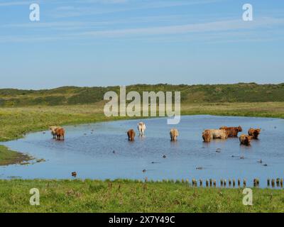 Numerose mucche e anatre in acqua, circondate da prati verdi e da un paesaggio tranquillo in una giornata di sole, molte mucche in un lago tra le dune di un'isola Foto Stock