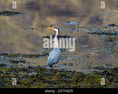 Airone grigio Ardea cinerea accanto a Loch A' Choire, Kingairloch, Highland Region, Scozia, Regno Unito, maggio 2022 Foto Stock