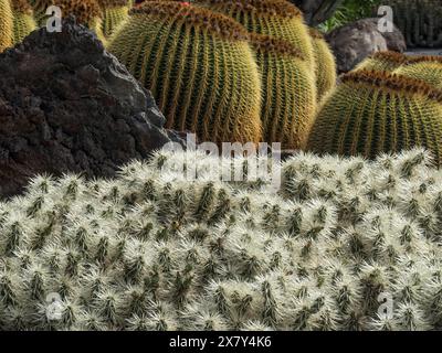 Primo piano di diverse specie di cactus con rocce sullo sfondo, cactus in un giardino parzialmente con fiori di fronte a un cielo azzurro, Cactaceae, lanzarote, Foto Stock