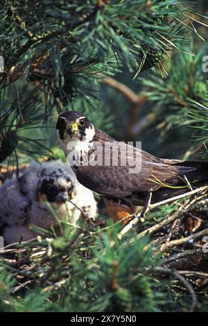 Hobby eurasiatico Falco subbuteo adulto e pulcino malvagio al nido di pino scozzese Pinus sylvestris albero Inghilterra Regno Unito Foto Stock
