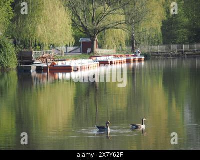 Due anatre che nuotano in un tranquillo lago, lungo un molo con barche e un grande albero nel paesaggio primaverile, barche a remi e pedalò in un piccolo molo di legno Foto Stock