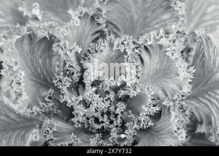 Primo piano di cavolo decorativo, monocromatico. Sfondo Brassica, bianco e nero. Testa di fiore di Brassica in fiore. Motivo floreale riccio. Coltivazione del giardino Foto Stock