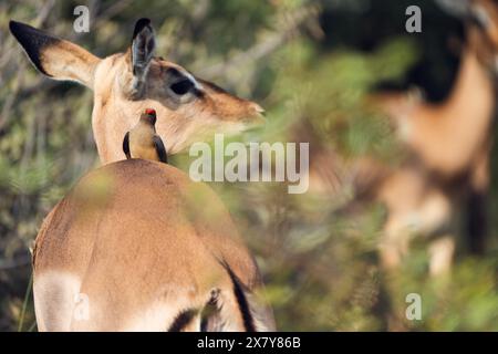 Tritatutto Oxpecker a Impala, Gauteng, Sudafrica, Africa Foto Stock