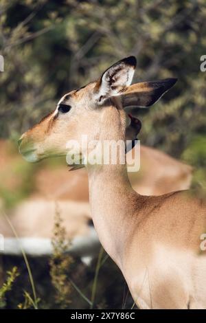 Tritatutto Oxpecker a Impala, Gauteng, Sudafrica, Africa Foto Stock
