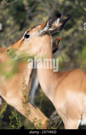 Tritatutto Oxpecker a Impala, Gauteng, Sudafrica, Africa Foto Stock