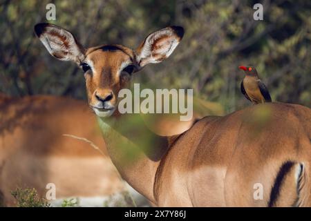 Tritatutto Oxpecker a Impala, Gauteng, Sudafrica, Africa Foto Stock