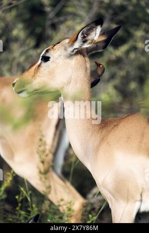 Tritatutto Oxpecker a Impala, Gauteng, Sudafrica, Africa Foto Stock