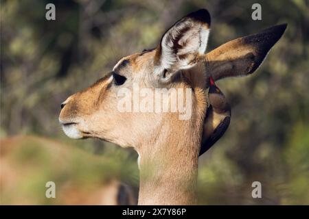 Tritatutto Oxpecker a Impala, Gauteng, Sudafrica, Africa Foto Stock