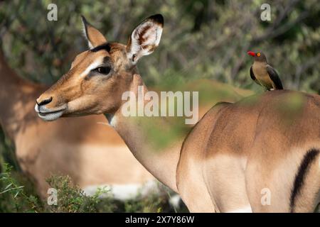 Tritatutto Oxpecker a Impala, Gauteng, Sudafrica, Africa Foto Stock
