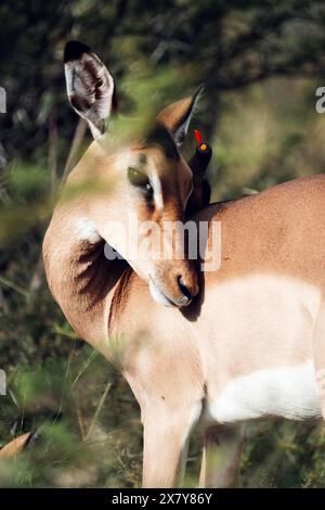 Tritatutto Oxpecker a Impala, Gauteng, Sudafrica, Africa Foto Stock