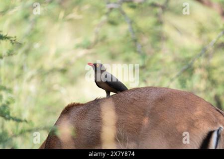 Tritatutto Oxpecker a Impala, Gauteng, Sudafrica, Africa Foto Stock