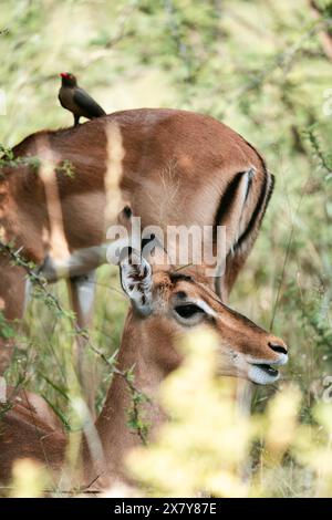 Tritatutto Oxpecker a Impala, Gauteng, Sudafrica, Africa Foto Stock
