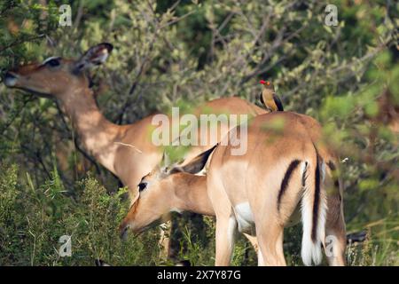 Tritatutto Oxpecker a Impala, Gauteng, Sudafrica, Africa Foto Stock