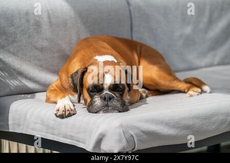 faccia divertente cucciolo dorato di 3 anni cucciolo di razza pugile tedesco primo piano cane che dorme sul divano. Foto Stock