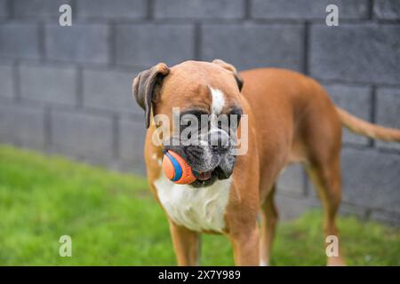 3 anni di purosangue rosso pugile tedesco dorato cane cucciolo saltare giocare con una palla. Foto Stock