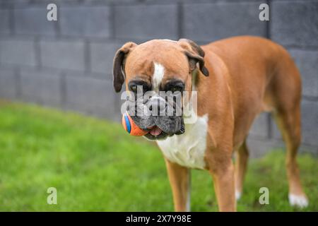 3 anni di purosangue rosso pugile tedesco dorato cane cucciolo saltare giocare con una palla. Foto Stock