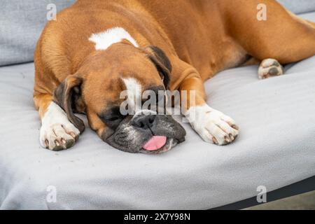 faccia divertente cucciolo dorato di 3 anni cucciolo di razza pugile tedesco primo piano cane che dorme sul divano. Foto Stock