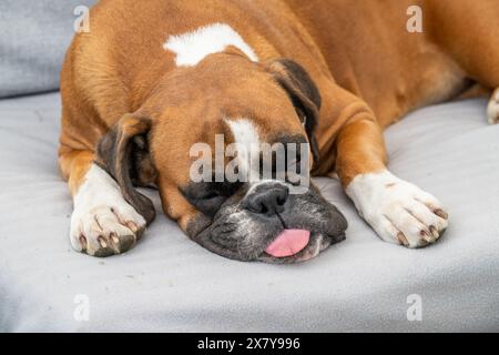 faccia divertente cucciolo dorato di 3 anni cucciolo di razza pugile tedesco primo piano cane che dorme sul divano. Foto Stock