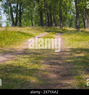 Strada di campagna sterrata nella foresta estiva Foto Stock
