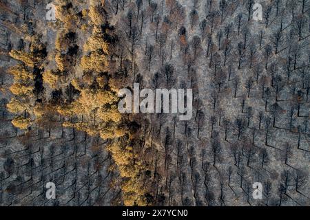 vista dall'alto della pineta bruciata. foresta morta dopo il fuoco. foto del drone. Alberi bruciati dopo un fuoco di foresta. Catastrofica ecologica Foto Stock